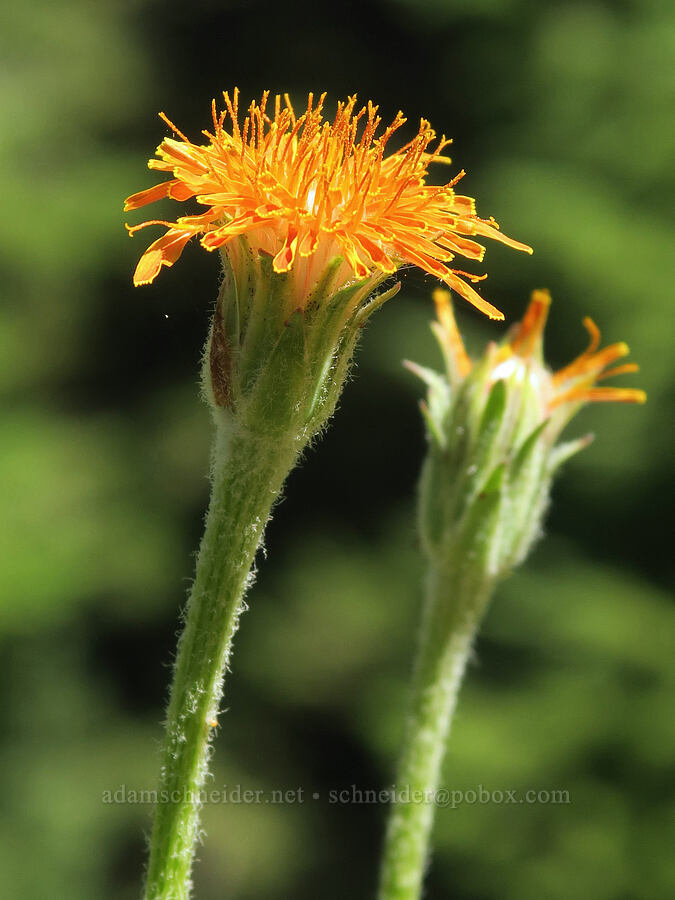orange agoseris (Agoseris aurantiaca) [Twin Lakes Trail, Wallowa-Whitman National Forest, Baker County, Oregon]