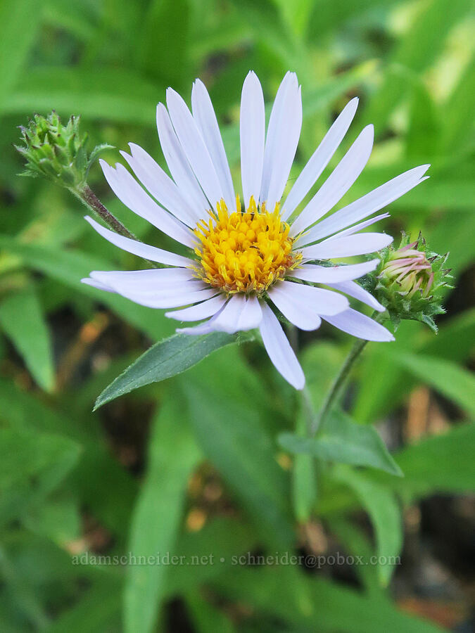 leafy-bract aster (Symphyotrichum foliaceum (Aster foliaceus)) [Twin Lakes Trail, Wallowa-Whitman National Forest, Baker County, Oregon]