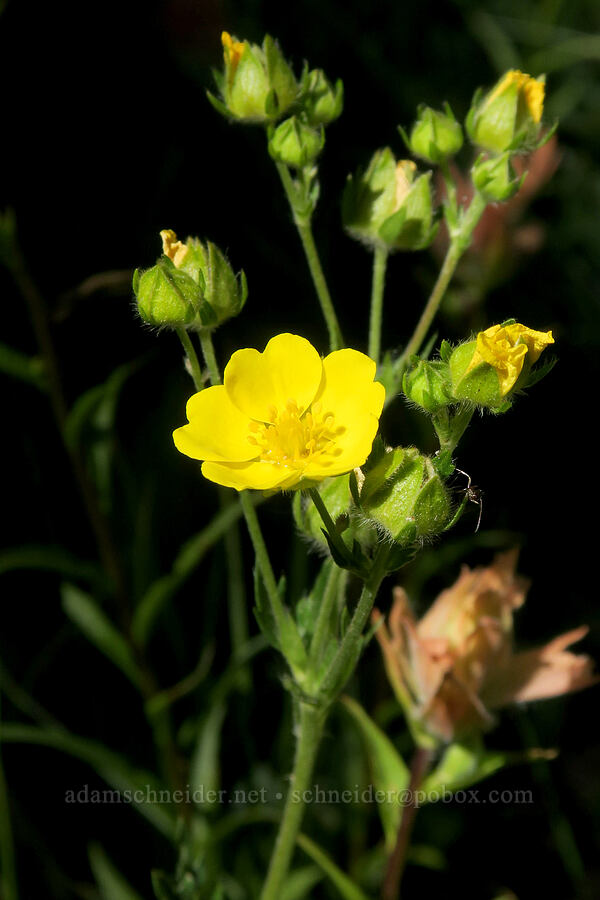 slender cinquefoil (Potentilla gracilis) [Twin Lakes Trail, Wallowa-Whitman National Forest, Baker County, Oregon]
