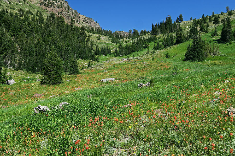 wildflowers [Twin Lakes Trail, Wallowa-Whitman National Forest, Baker County, Oregon]