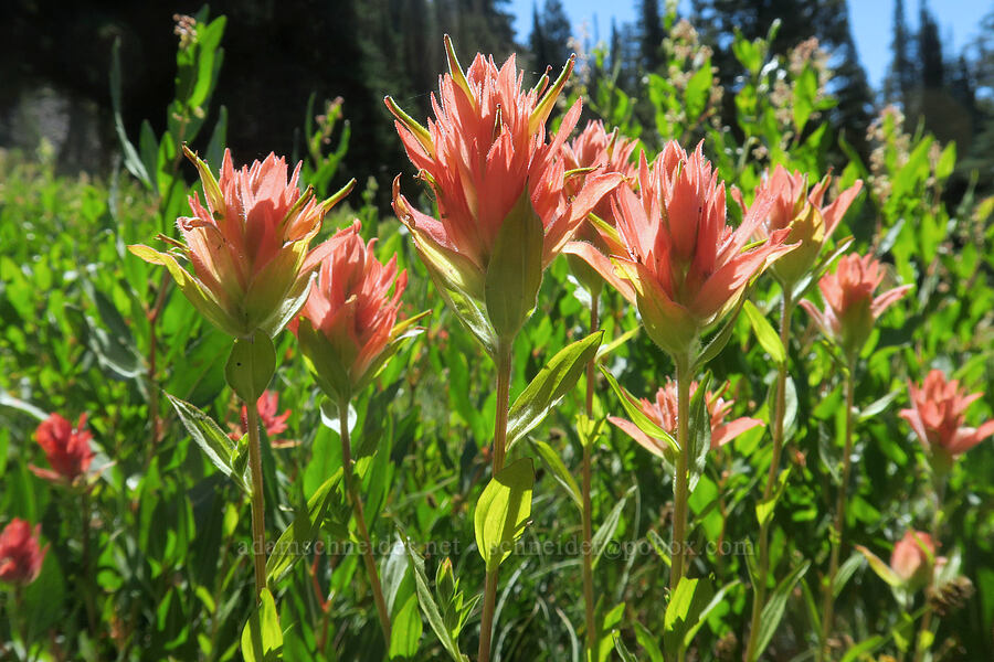 scarlet paintbrush (Castilleja miniata) [Twin Lakes Trail, Wallowa-Whitman National Forest, Baker County, Oregon]