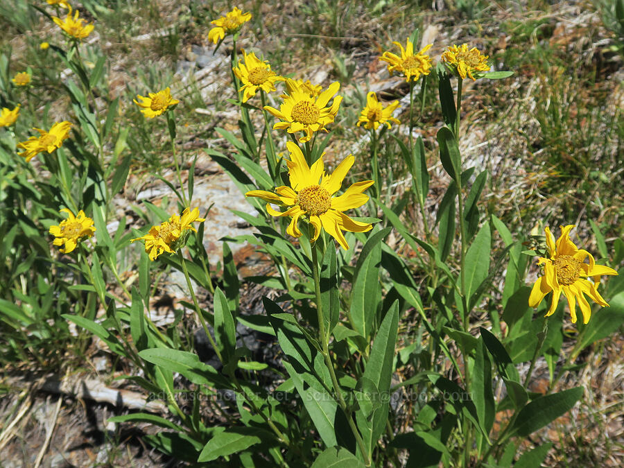 Douglas' sunflower (Helianthella uniflora var. douglasii) [Twin Lakes Trail, Wallowa-Whitman National Forest, Baker County, Oregon]