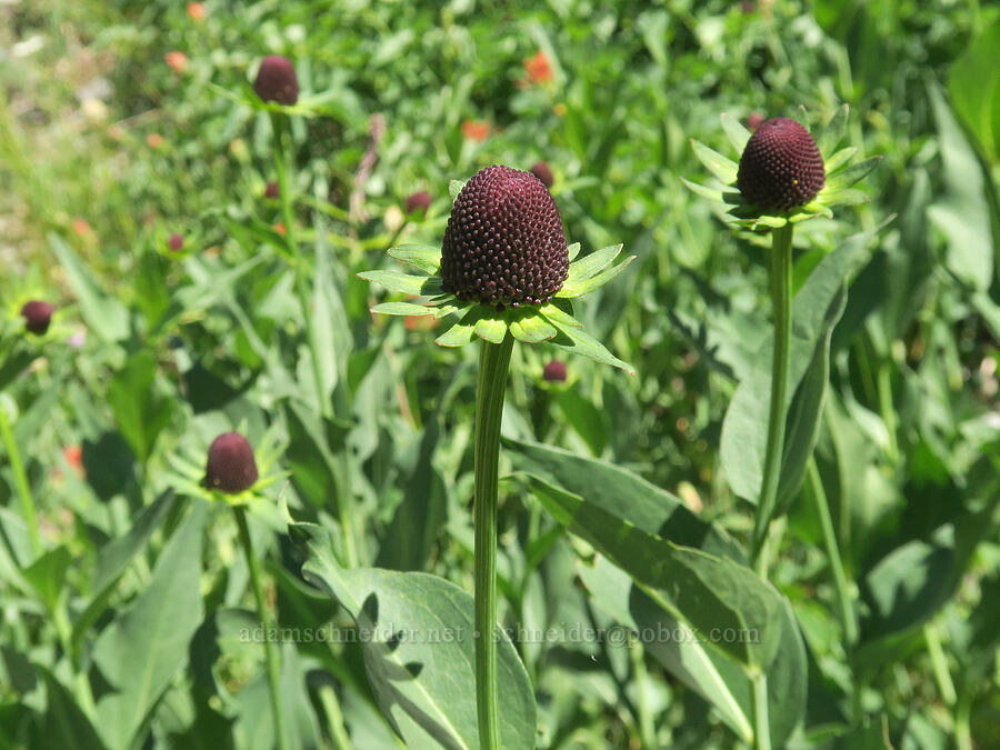 western coneflower (Rudbeckia occidentalis) [Twin Lakes Trail, Wallowa-Whitman National Forest, Baker County, Oregon]