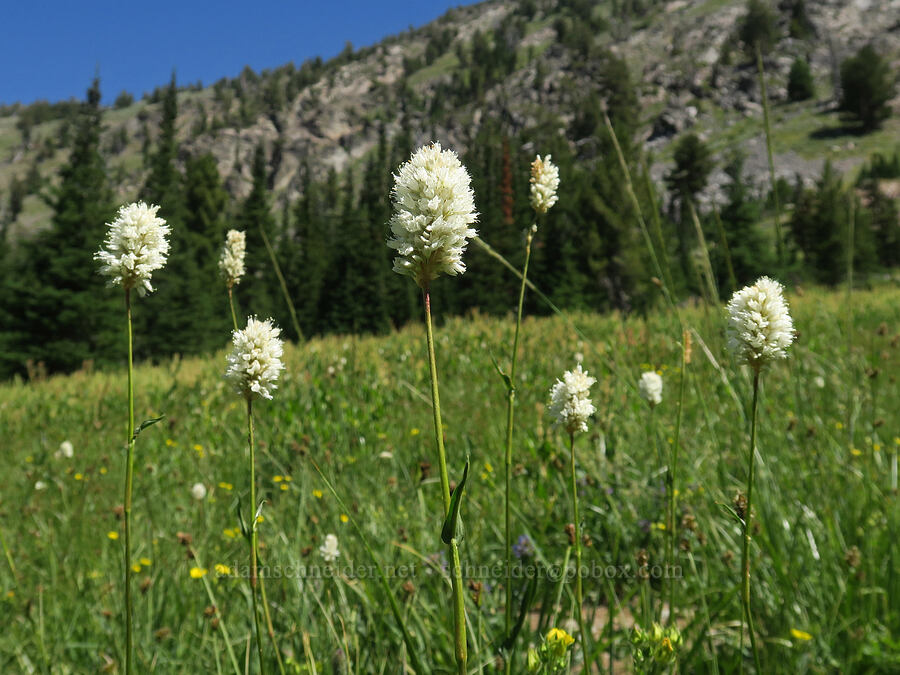 western bistort (Bistorta bistortoides (Polygonum bistortoides)) [Twin Lakes Trail, Wallowa-Whitman National Forest, Baker County, Oregon]