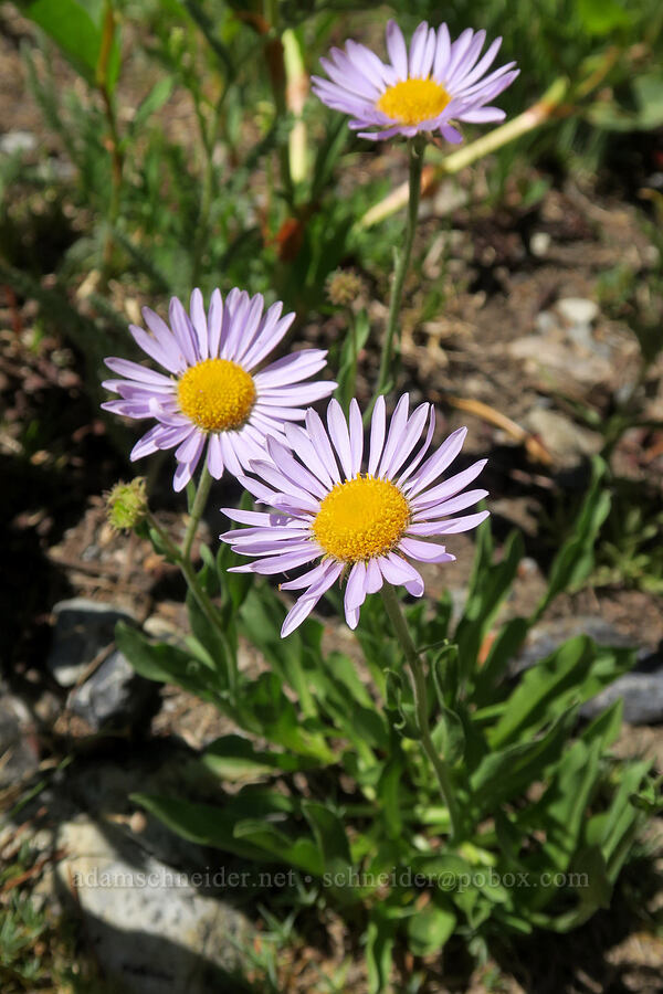 short subalpine fleabane (Erigeron glacialis var. glacialis) [Twin Lakes Trail, Wallowa-Whitman National Forest, Baker County, Oregon]