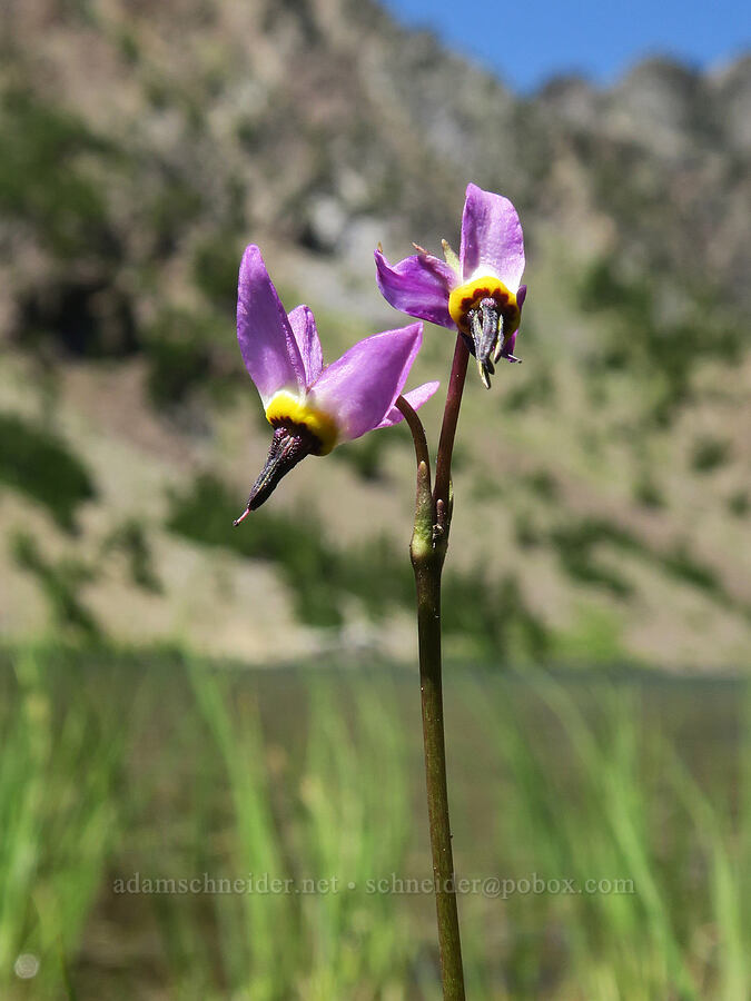 tall mountain shooting star (Dodecatheon jeffreyi (Primula jeffreyi)) [Twin Lakes Trail, Wallowa-Whitman National Forest, Baker County, Oregon]