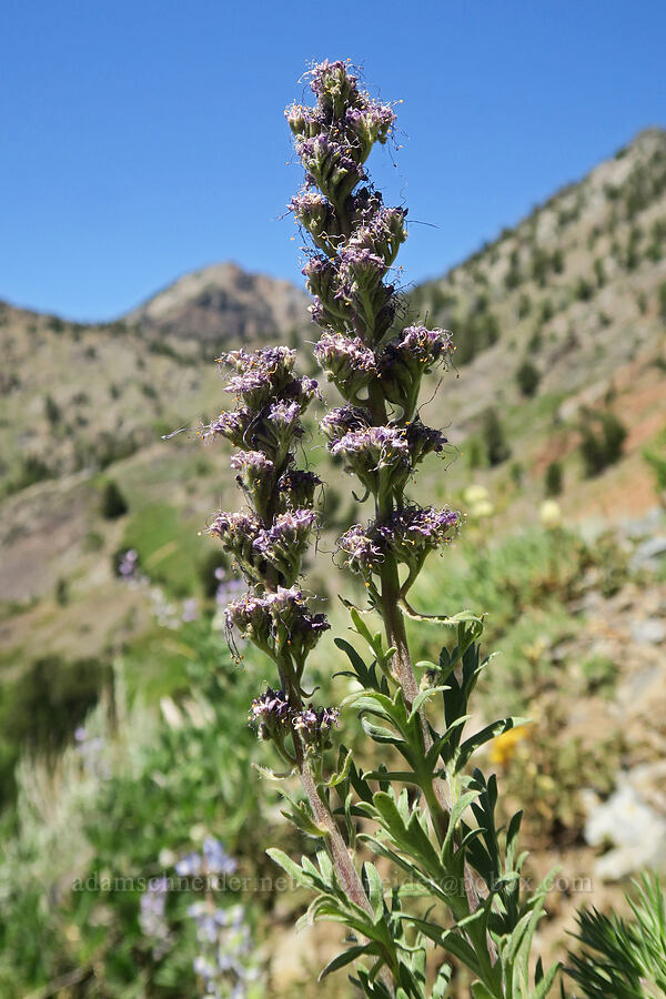 slky phacelia, fading (Phacelia sericea) [Twin Lakes Trail, Wallowa-Whitman National Forest, Baker County, Oregon]