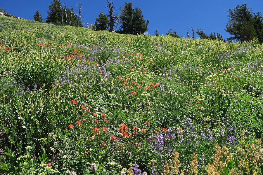 wildflowers [Twin Lakes Trail, Wallowa-Whitman National Forest, Baker County, Oregon]