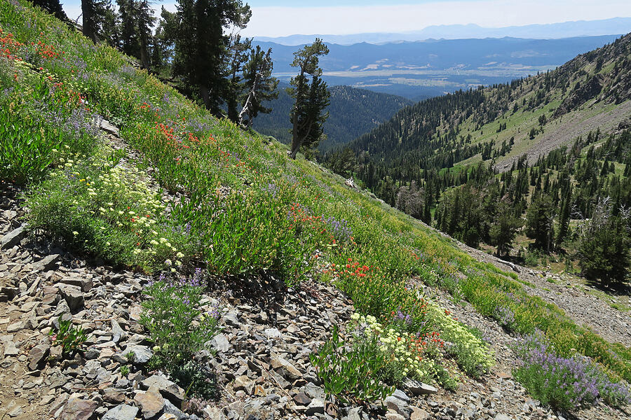 wildflowers [Twin Lakes Trail, Wallowa-Whitman National Forest, Baker County, Oregon]