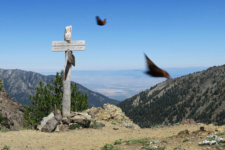 California tortoiseshell butterflies (Nymphalis californica) [Elkhorn Crest Trail, Wallowa-Whitman National Forest, Baker County, Oregon]