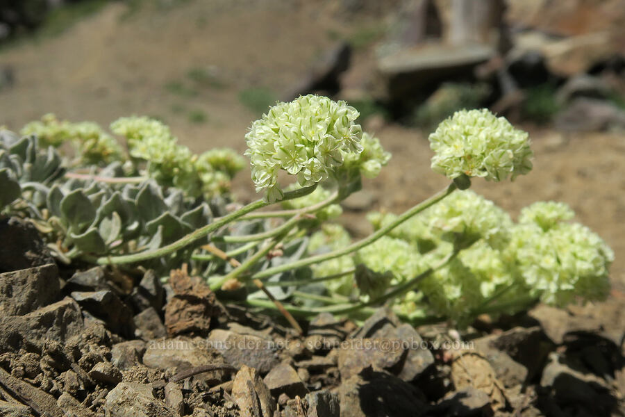 yellow cushion buckwheat (Eriogonum ovalifolium) [Elkhorn Crest Trail, Wallowa-Whitman National Forest, Baker County, Oregon]