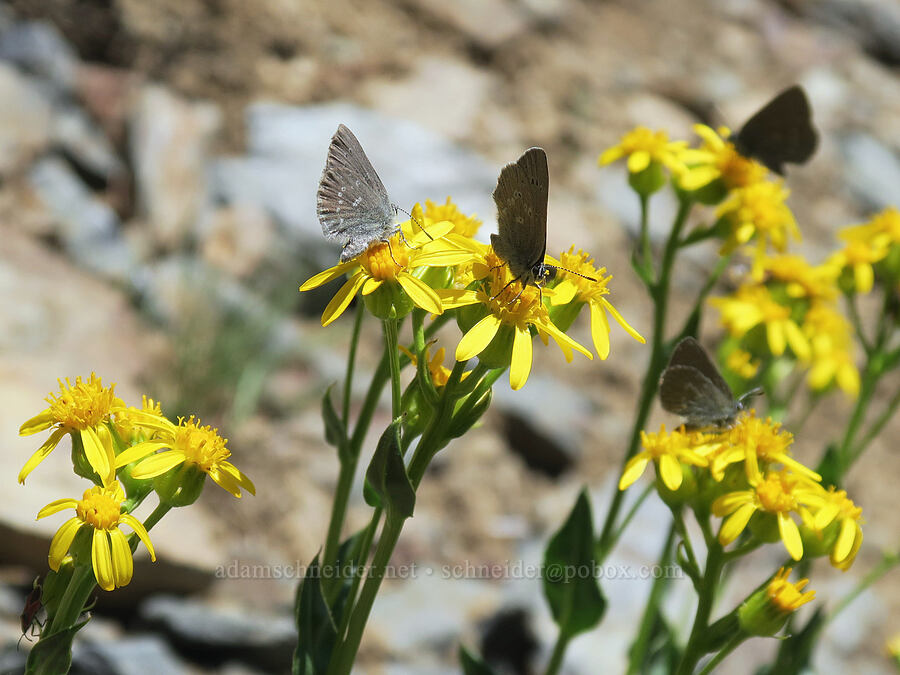 sagebrush sooty hairstreak butterflies on thick-leaved groundsel (Satyrium semiluna, Senecio crassulus) [Elkhorn Crest Trail, Wallowa-Whitman National Forest, Baker County, Oregon]