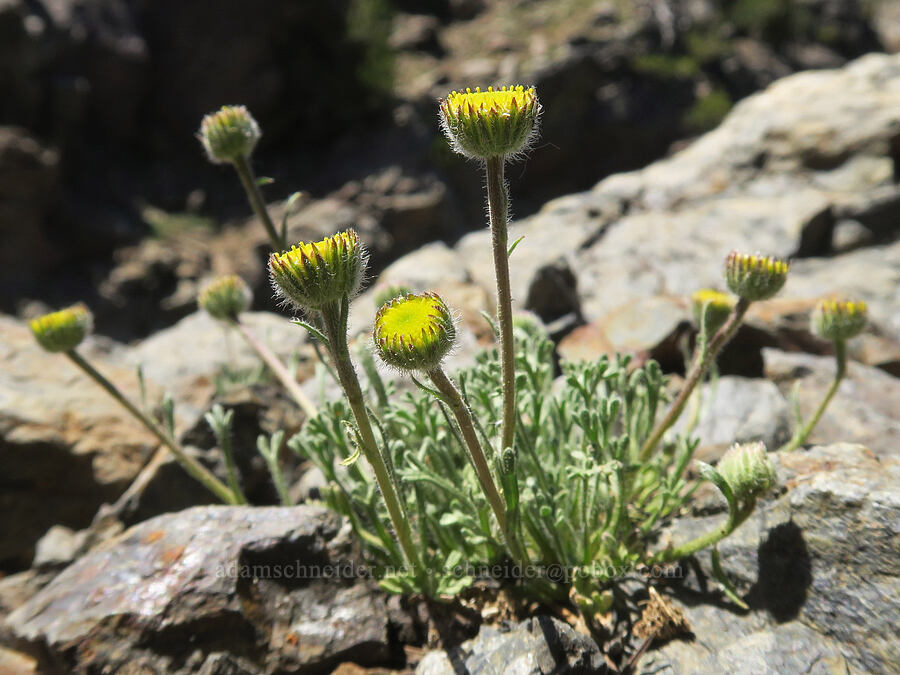 cut-leaf fleabane (Erigeron compositus) [Elkhorn Crest Trail, Wallowa-Whitman National Forest, Baker County, Oregon]
