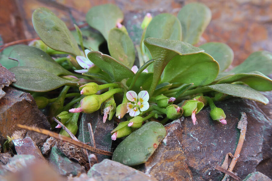 alpine spring-beauty (Claytonia megarhiza var. bellidifolia) [Elkhorn Crest Trail, Wallowa-Whitman National Forest, Baker County, Oregon]