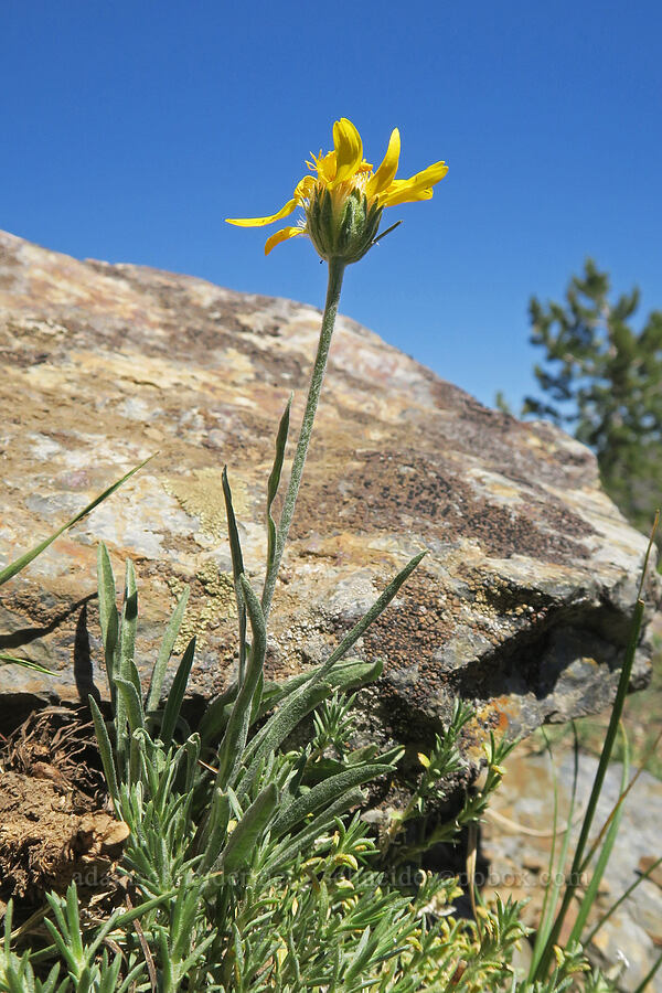 woolly goldenweed (Stenotus lanuginosus var. lanuginosus (Haplopappus lanuginosus)) [Rock Creek Butte, Wallowa-Whitman National Forest, Baker County, Oregon]