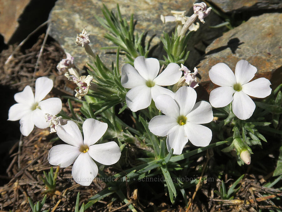 mountain phlox (Phlox austromontana) [Rock Creek Butte, Wallowa-Whitman National Forest, Baker County, Oregon]