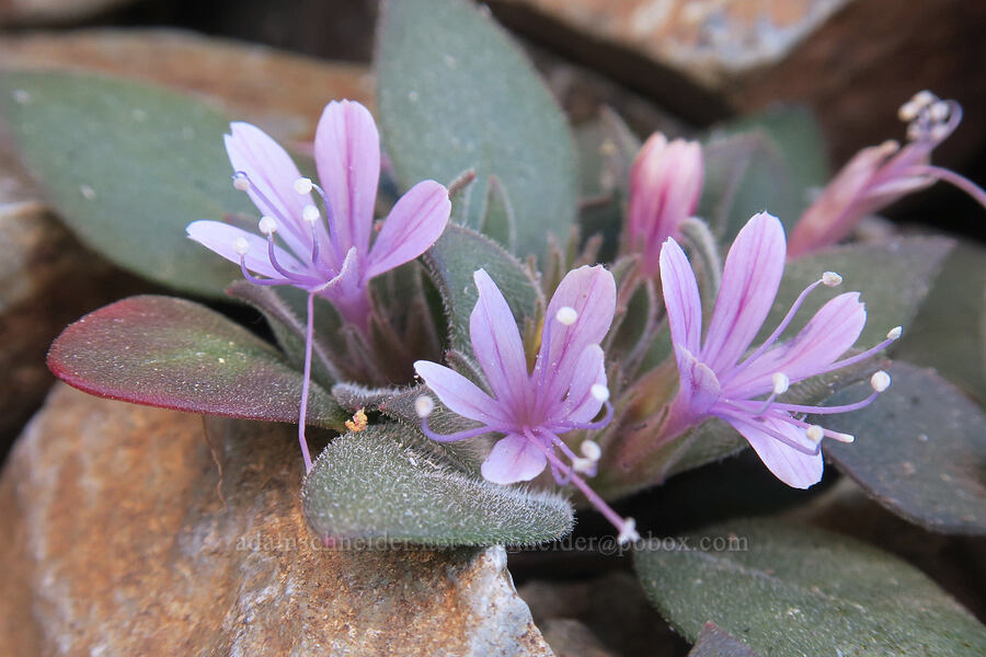 alpine collomia (Collomia debilis var. debilis) [Rock Creek Butte, Wallowa-Whitman National Forest, Baker County, Oregon]
