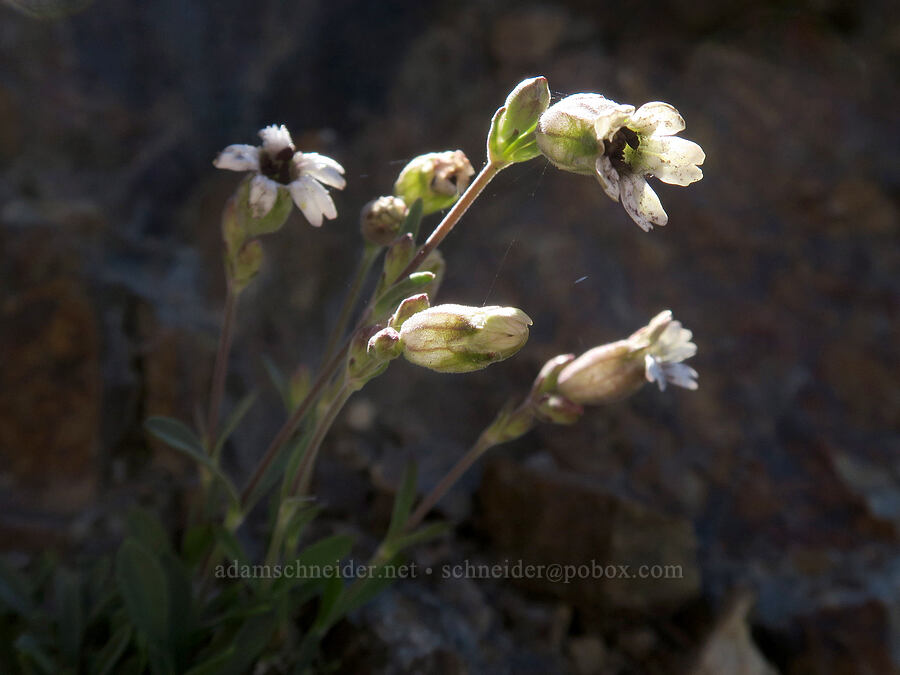 catchfly (Silene sp.) [Rock Creek Butte, Wallowa-Whitman National Forest, Baker County, Oregon]