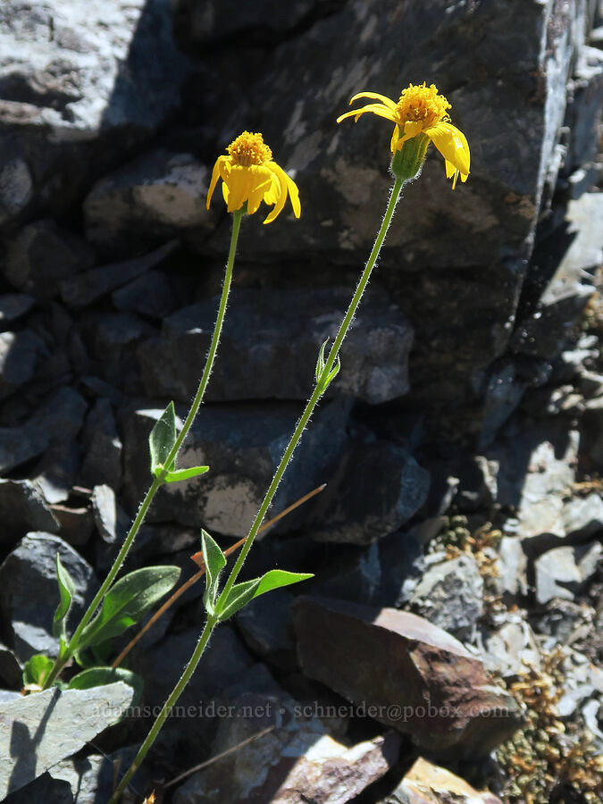 hairy arnica (Arnica mollis) [Rock Creek Butte, Wallowa-Whitman National Forest, Baker County, Oregon]