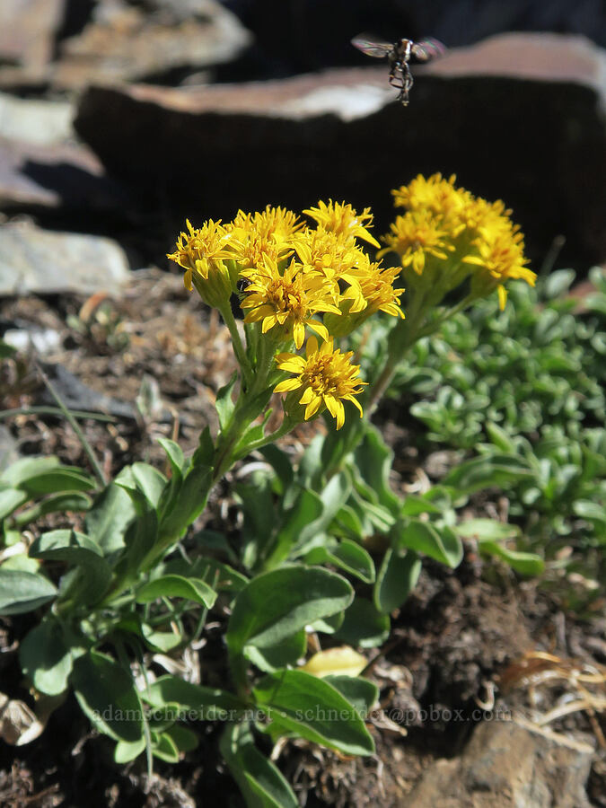 northern goldenrod (Solidago multiradiata) [Rock Creek Butte, Wallowa-Whitman National Forest, Baker County, Oregon]
