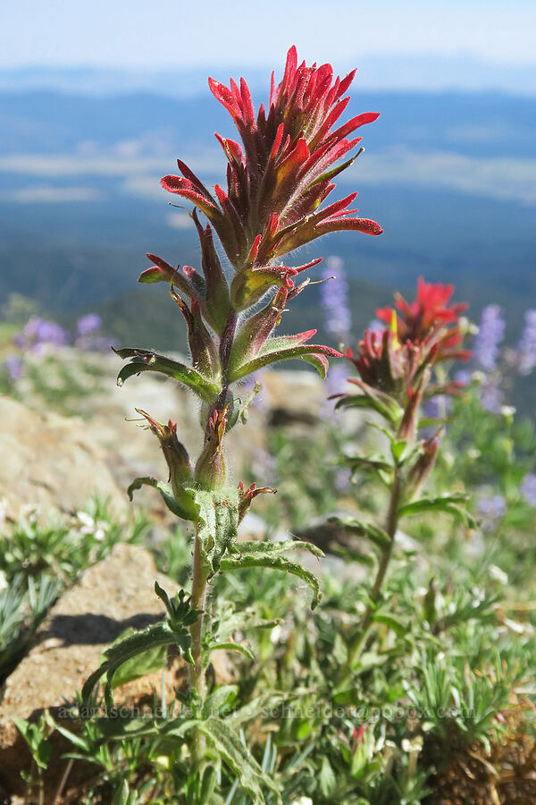 wavy-leaf paintbrush (Castilleja applegatei var. pinetorum) [Rock Creek Butte, Wallowa-Whitman National Forest, Baker County, Oregon]