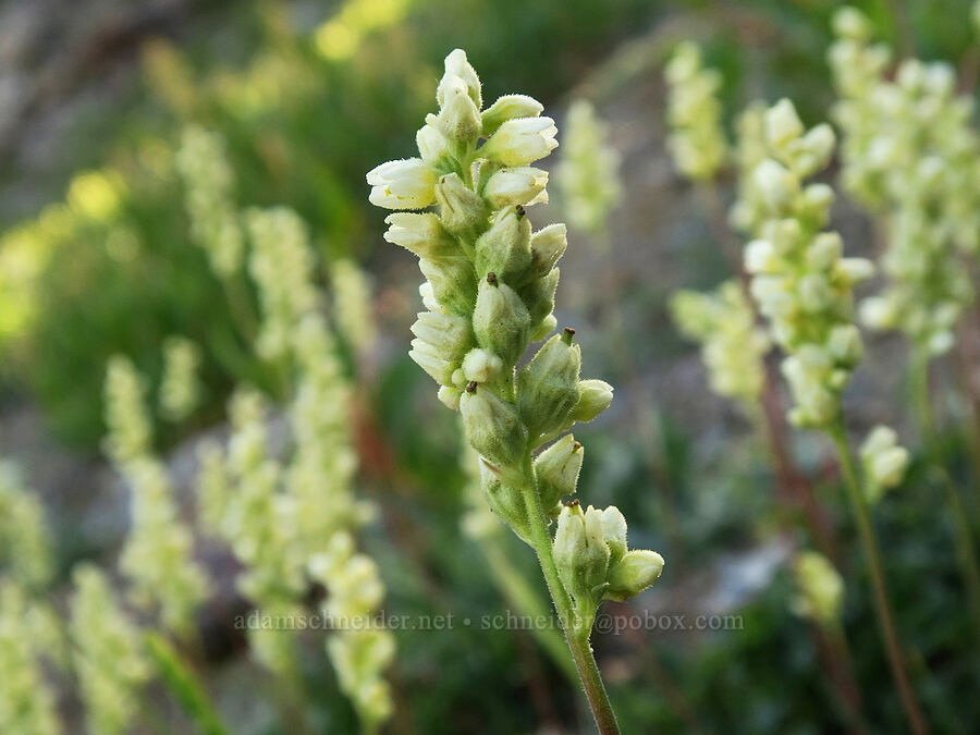 alpine alumroot (Heuchera cylindrica) [Twin Lakes Basin, Wallowa-Whitman National Forest, Baker County, Oregon]