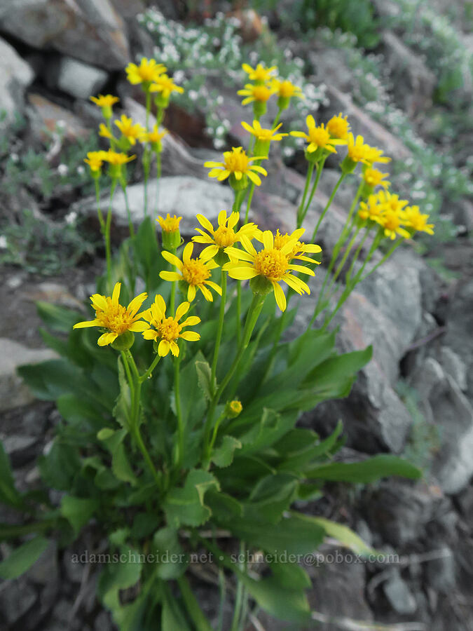 thick-leaved groundsel (Senecio crassulus) [Twin Lakes Basin, Wallowa-Whitman National Forest, Baker County, Oregon]
