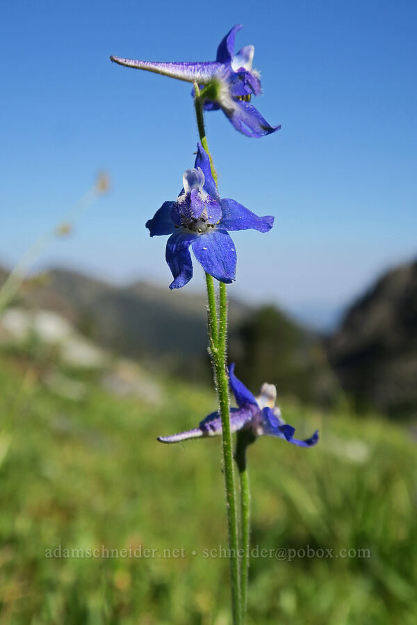 slim larkspur (Delphinium depauperatum) [Twin Lakes Basin, Wallowa-Whitman National Forest, Baker County, Oregon]
