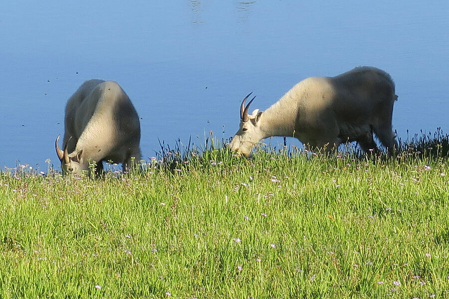 mountain goats (Oreamnos americanus) [Lower Twin Lake, Wallowa-Whitman National Forest, Baker County, Oregon]