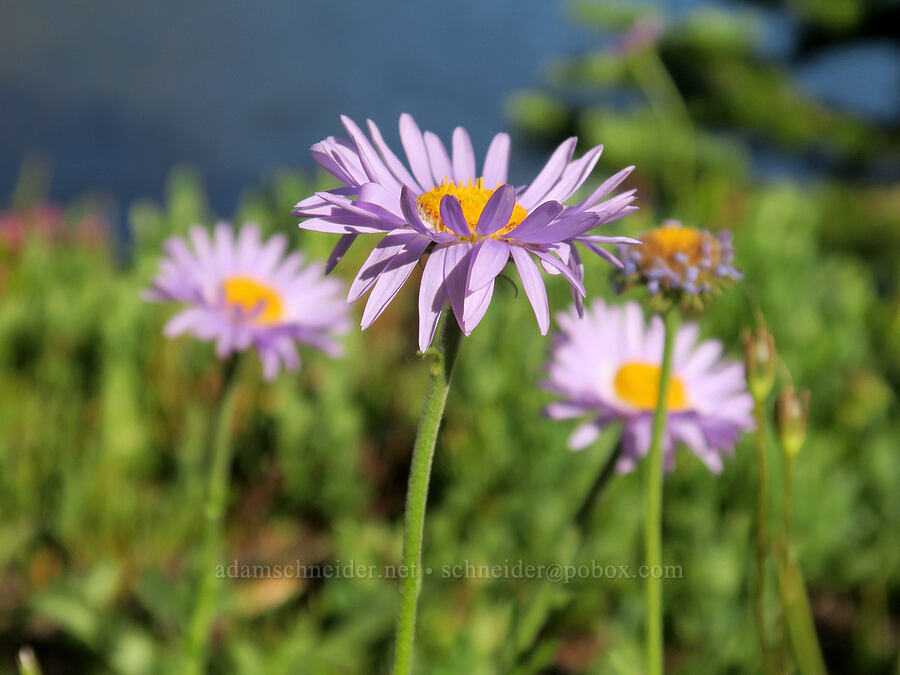 subalpine fleabane (Erigeron glacialis var. glacialis) [Lower Twin Lake, Wallowa-Whitman National Forest, Baker County, Oregon]