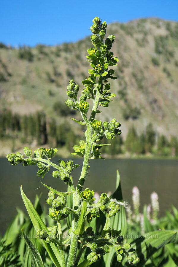 green corn lily (Veratrum viride var. eschscholtzianum (Veratrum eschscholtzii)) [Lower Twin Lake, Wallowa-Whitman National Forest, Baker County, Oregon]