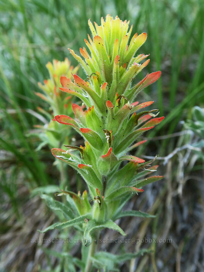 glandular paintbrush (Castilleja glandulifera) [Twin Lakes Trail, Wallowa-Whitman National Forest, Baker County, Oregon]