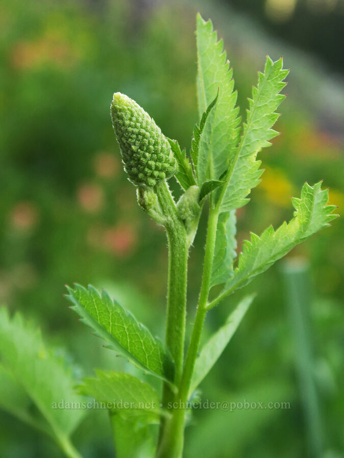 western burnet (Poteridium occidentale (Sanguisorba occidentalis)) [Twin Lakes Trail, Wallowa-Whitman National Forest, Baker County, Oregon]
