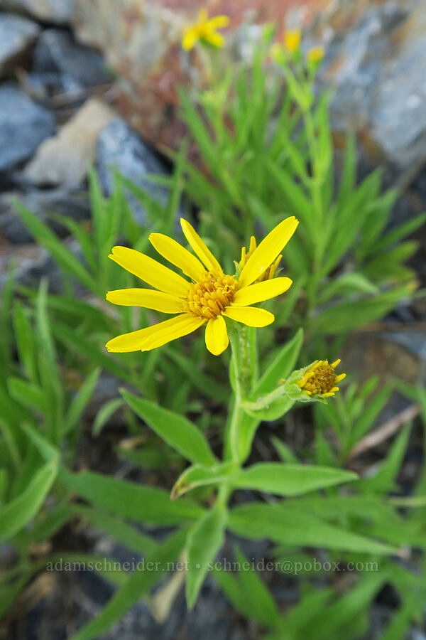 long-leaf arnica (Arnica longifolia) [Twin Lakes Trail, Wallowa-Whitman National Forest, Baker County, Oregon]