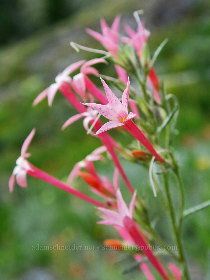 slender-tube skyrocket (Ipomopsis tenuituba) [Twin Lakes Trail, Wallowa-Whitman National Forest, Baker County, Oregon]