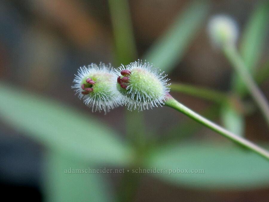 milk kelloggia, budding (Kelloggia galioides) [Twin Lakes Trail, Wallowa-Whitman National Forest, Baker County, Oregon]