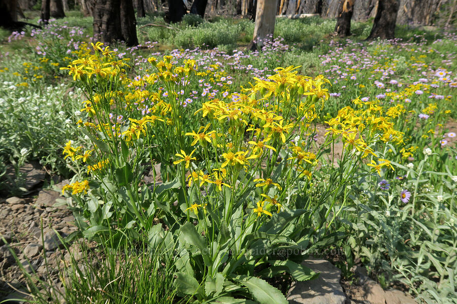 thick-leaved groundsel (Senecio crassulus) [Road's End Trailhead, Malheur National Forest, Grant County, Oregon]