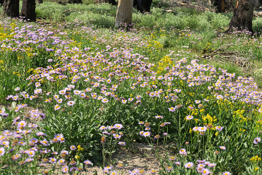 fleabane & groundsel (Erigeron glacialis var. glacialis, Senecio crassulus) [Road's End Trailhead, Malheur National Forest, Grant County, Oregon]