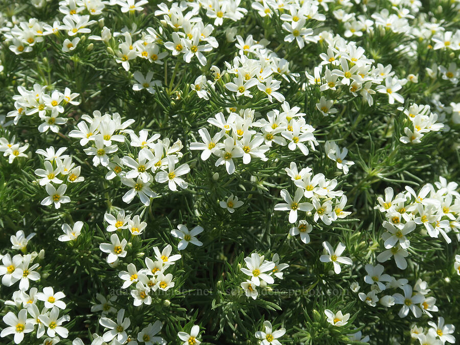 Nuttall's linanthus (Leptosiphon nuttallii (Linanthus nuttallii)) [Road's End Trail, Strawberry Mountain Wilderness, Grant County, Oregon]