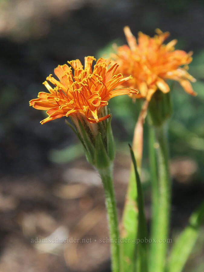 orange agoseris (Agoseris aurantiaca) [above the Road's End Trail, Strawberry Mountain Wilderness, Grant County, Oregon]