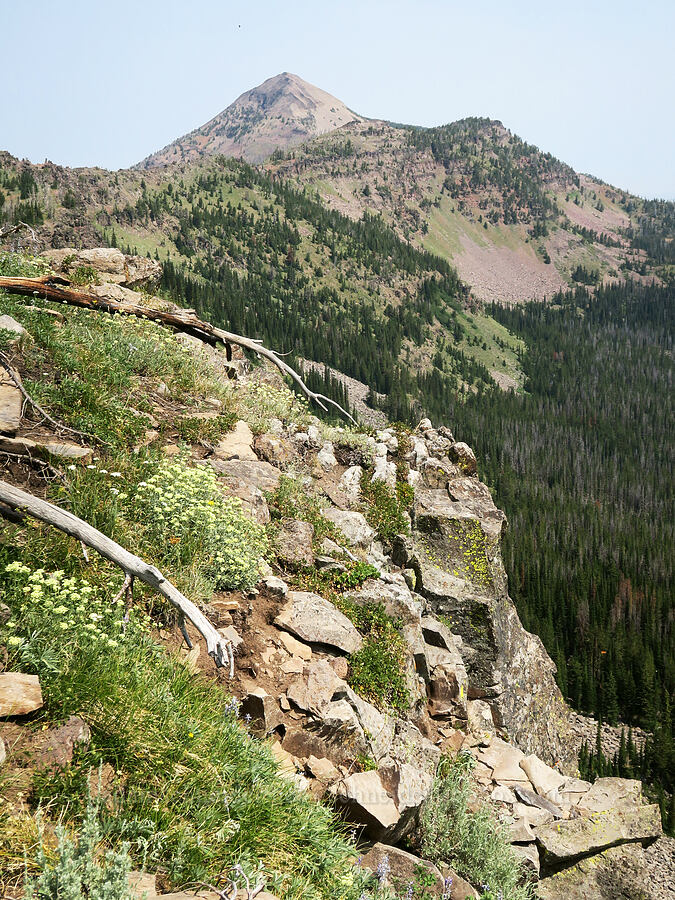 wildflowers & Strawberry Mountain [above the Road's End Trail, Strawberry Mountain Wilderness, Grant County, Oregon]