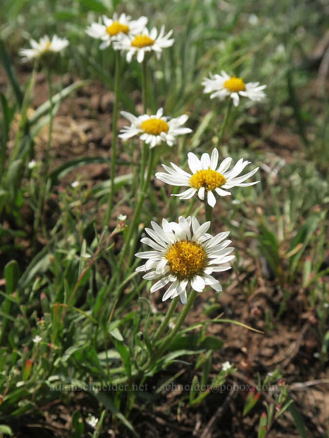 Eaton's shaggy fleabane (Erigeron eatonii var. villosus) [above the Road's End Trail, Strawberry Mountain Wilderness, Grant County, Oregon]