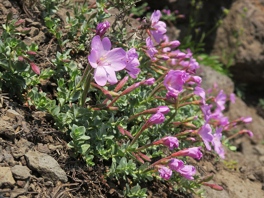 rock-fringe willow-herb (Epilobium obcordatum) [above the Road's End Trail, Strawberry Mountain Wilderness, Grant County, Oregon]