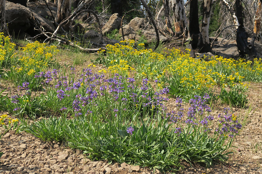 penstemon & groundsel (Penstemon attenuatus, Senecio crassulus) [above the Road's End Trail, Strawberry Mountain Wilderness, Grant County, Oregon]