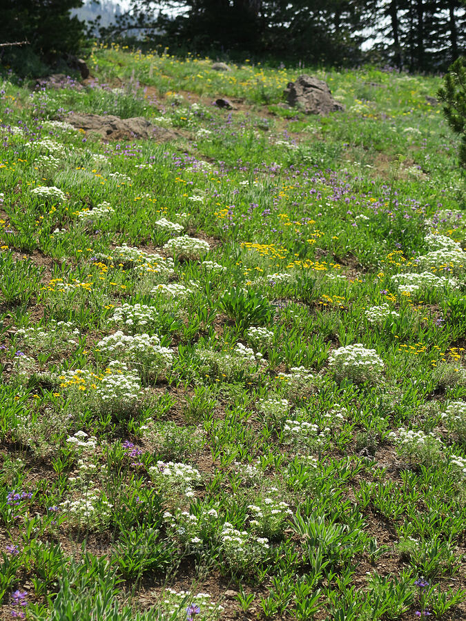 wildflowers (Leptosiphon nuttallii (Linanthus nuttallii), Eriophyllum lanatum, Penstemon attenuatus, Eremogone aculeata (Arenaria aculeata), Hieracium scouleri (Pilosella scouleri)) [above the Road's End Trail, Strawberry Mountain Wilderness, Grant County, Oregon]