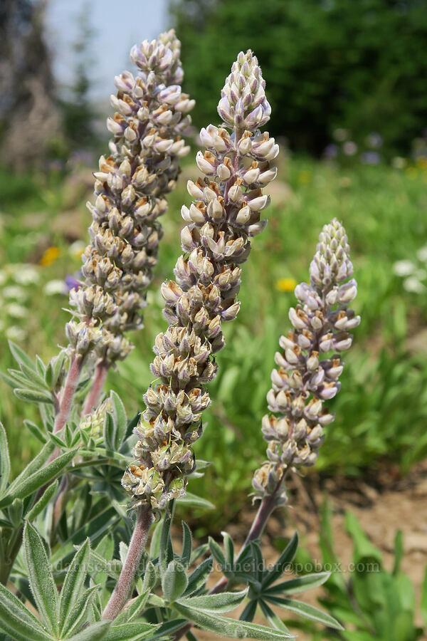 velvet lupine (Lupinus leucophyllus) [Road's End Trail, Strawberry Mountain Wilderness, Grant County, Oregon]