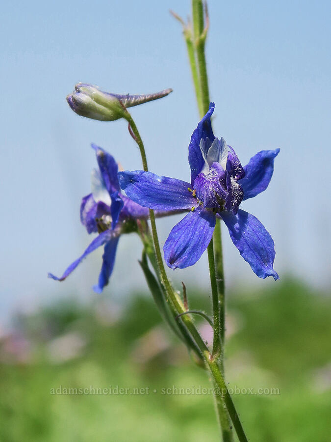 slim larkspur (Delphinium depauperatum) [Road's End Trail, Strawberry Mountain Wilderness, Grant County, Oregon]