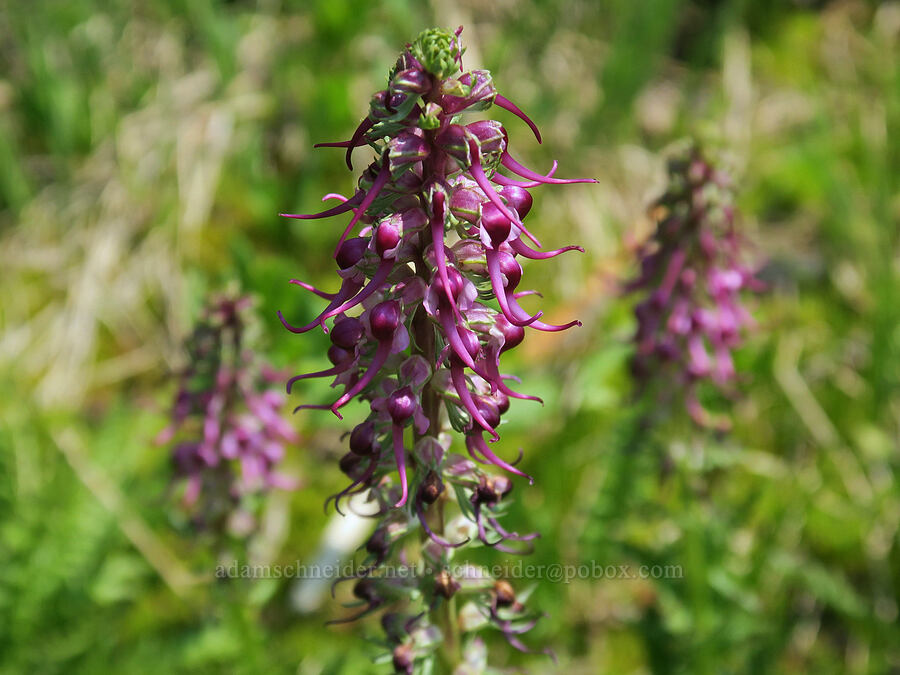 elephant's-head lousewort (Pedicularis groenlandica) [Road's End Trail, Strawberry Mountain Wilderness, Grant County, Oregon]
