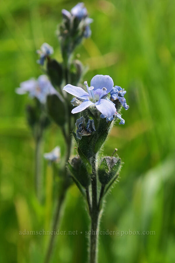 alpine speedwell (Veronica wormskjoldii) [Road's End Trail, Strawberry Mountain Wilderness, Grant County, Oregon]