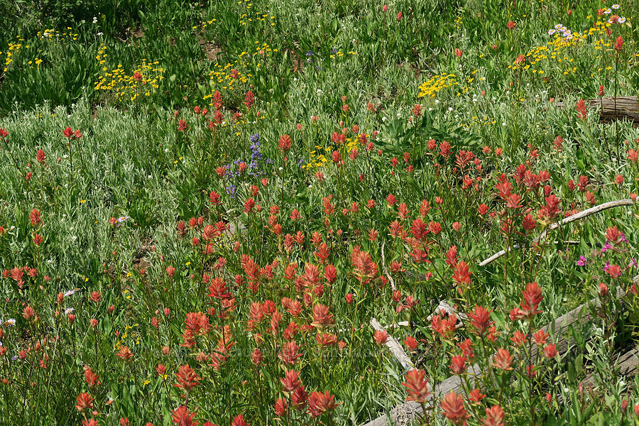 wildflowers (Castilleja miniata, Eriophyllum lanatum, Penstemon attenuatus, Anaphalis margaritacea, Erigeron glacialis var. glacialis) [Road's End Trail, Strawberry Mountain Wilderness, Grant County, Oregon]